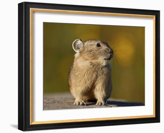 American Pika (Ochotona princeps), San Juan National Forest, Colorado, USA, North America-James Hager-Framed Photographic Print