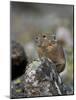 American Pika (Ochotona Princeps), Uncompahgre National Forest, Colorado, Usa-James Hager-Mounted Photographic Print