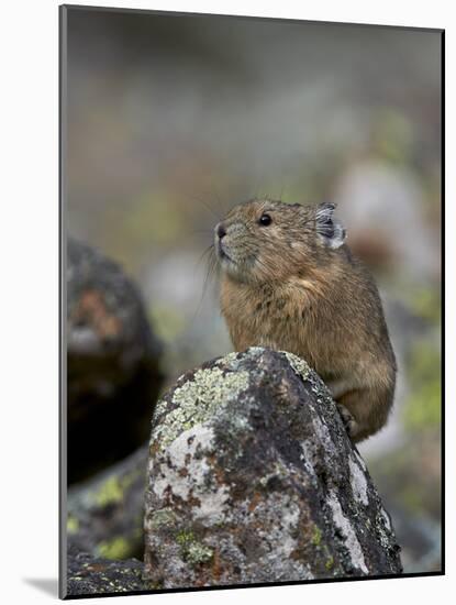 American Pika (Ochotona Princeps), Uncompahgre National Forest, Colorado, Usa-James Hager-Mounted Photographic Print