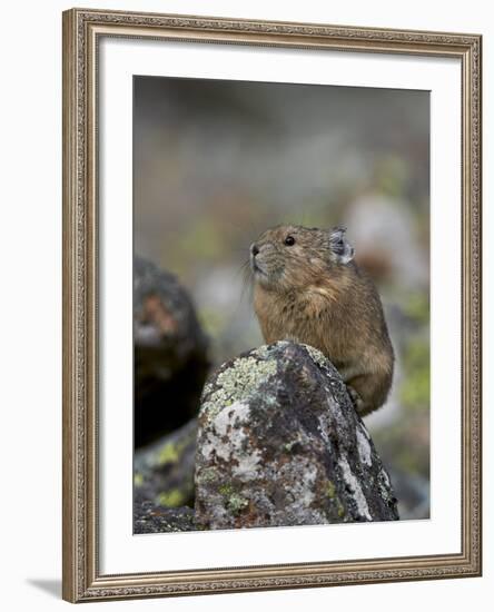 American Pika (Ochotona Princeps), Uncompahgre National Forest, Colorado, Usa-James Hager-Framed Photographic Print