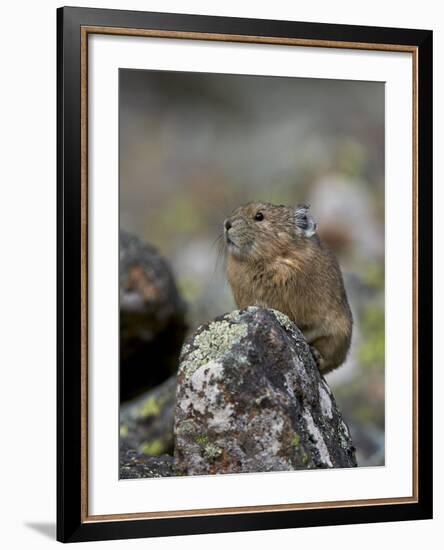 American Pika (Ochotona Princeps), Uncompahgre National Forest, Colorado, Usa-James Hager-Framed Photographic Print