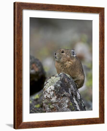 American Pika (Ochotona Princeps), Uncompahgre National Forest, Colorado, Usa-James Hager-Framed Photographic Print