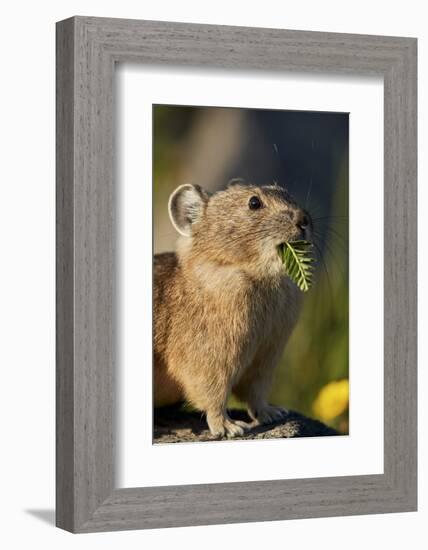 American pika (Ochotona princeps) with food in its mouth, San Juan National Forest, Colorado, Unite-James Hager-Framed Photographic Print