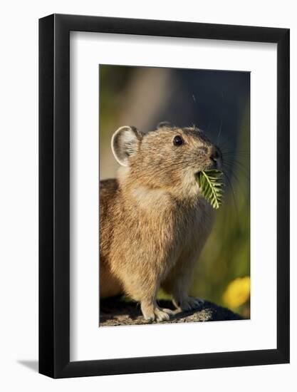 American pika (Ochotona princeps) with food in its mouth, San Juan National Forest, Colorado, Unite-James Hager-Framed Photographic Print