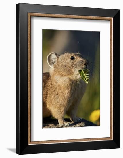 American pika (Ochotona princeps) with food in its mouth, San Juan National Forest, Colorado, Unite-James Hager-Framed Photographic Print