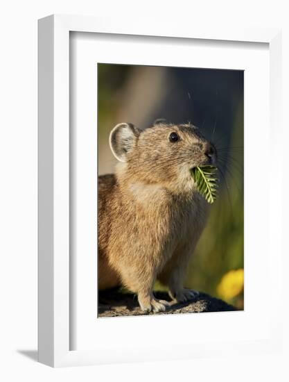 American pika (Ochotona princeps) with food in its mouth, San Juan National Forest, Colorado, Unite-James Hager-Framed Photographic Print