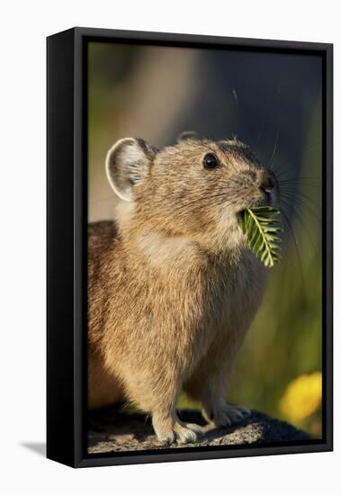 American pika (Ochotona princeps) with food in its mouth, San Juan National Forest, Colorado, Unite-James Hager-Framed Premier Image Canvas