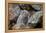 American Pika (Ochotona Princeps), Yellowstone National Park, Wyoming, United States of America-James Hager-Framed Premier Image Canvas