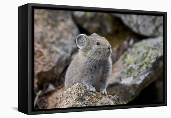 American Pika (Ochotona Princeps), Yellowstone National Park, Wyoming, United States of America-James Hager-Framed Premier Image Canvas