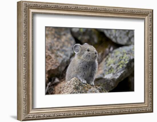 American Pika (Ochotona Princeps), Yellowstone National Park, Wyoming, United States of America-James Hager-Framed Photographic Print