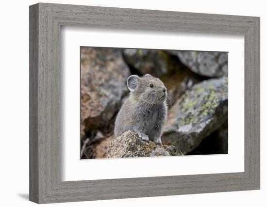 American Pika (Ochotona Princeps), Yellowstone National Park, Wyoming, United States of America-James Hager-Framed Photographic Print