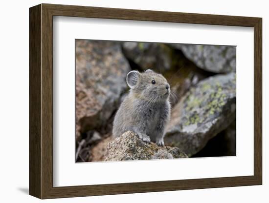 American Pika (Ochotona Princeps), Yellowstone National Park, Wyoming, United States of America-James Hager-Framed Photographic Print