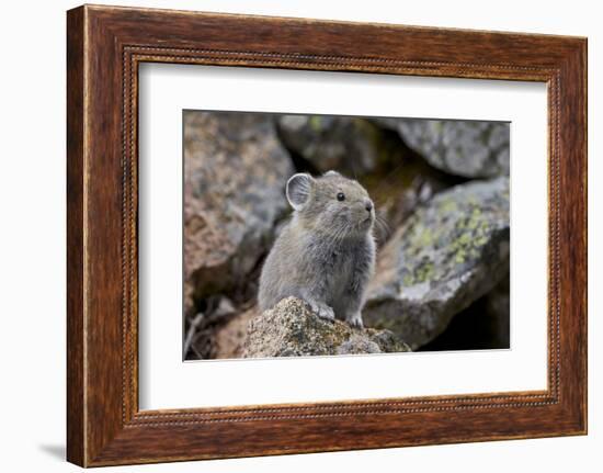 American Pika (Ochotona Princeps), Yellowstone National Park, Wyoming, United States of America-James Hager-Framed Photographic Print