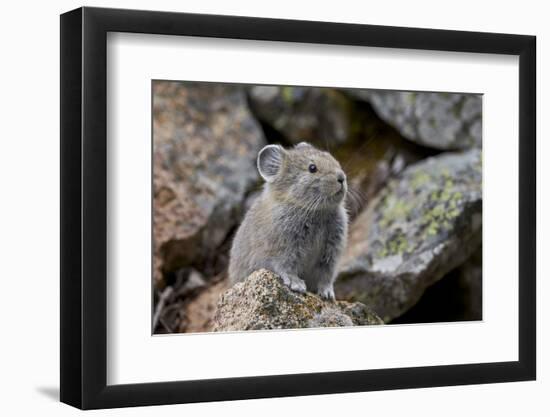 American Pika (Ochotona Princeps), Yellowstone National Park, Wyoming, United States of America-James Hager-Framed Photographic Print