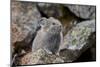 American Pika (Ochotona Princeps), Yellowstone National Park, Wyoming, United States of America-James Hager-Mounted Photographic Print