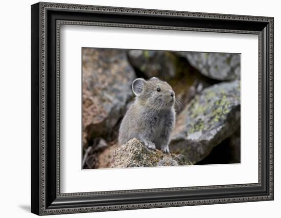 American Pika (Ochotona Princeps), Yellowstone National Park, Wyoming, United States of America-James Hager-Framed Photographic Print