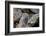 American Pika (Ochotona Princeps), Yellowstone National Park, Wyoming, United States of America-James Hager-Framed Photographic Print