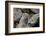 American Pika (Ochotona Princeps), Yellowstone National Park, Wyoming, United States of America-James Hager-Framed Photographic Print