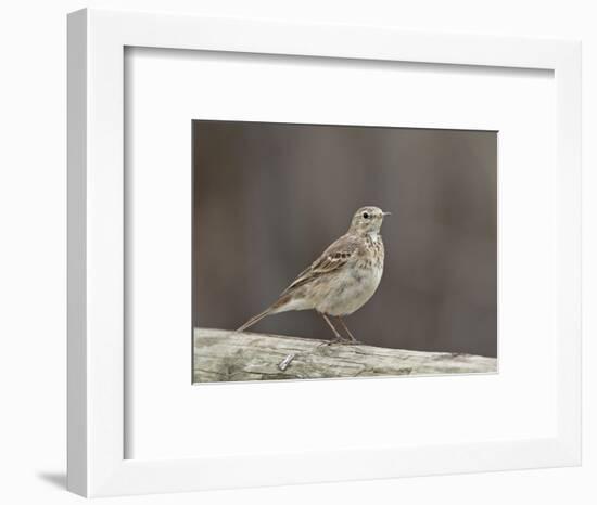 American Pipit (Anthus Rubescens Rubescens), San Jacinto Wildlife Area, California, USA-null-Framed Photographic Print