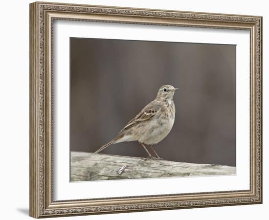 American Pipit (Anthus Rubescens Rubescens), San Jacinto Wildlife Area, California, USA-null-Framed Photographic Print