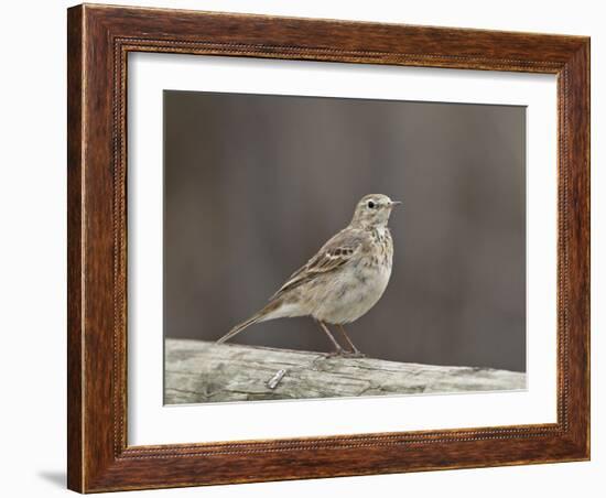 American Pipit (Anthus Rubescens Rubescens), San Jacinto Wildlife Area, California, USA-null-Framed Photographic Print
