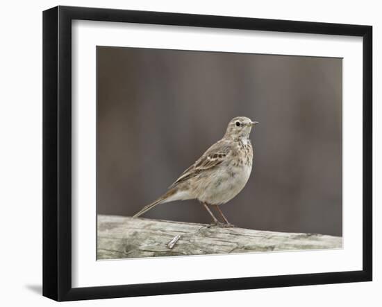 American Pipit (Anthus Rubescens Rubescens), San Jacinto Wildlife Area, California, USA-null-Framed Photographic Print