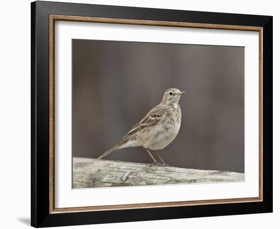 American Pipit (Anthus Rubescens Rubescens), San Jacinto Wildlife Area, California, USA-null-Framed Photographic Print