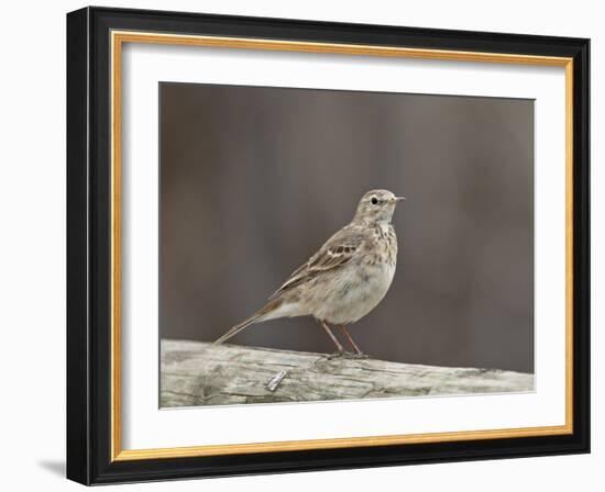 American Pipit (Anthus Rubescens Rubescens), San Jacinto Wildlife Area, California, USA-null-Framed Photographic Print