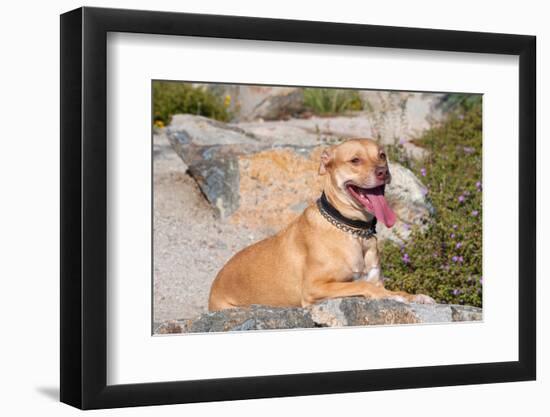 American Pit Bull Posing for a Picture-Zandria Muench Beraldo-Framed Photographic Print