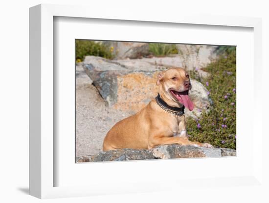 American Pit Bull Posing for a Picture-Zandria Muench Beraldo-Framed Photographic Print