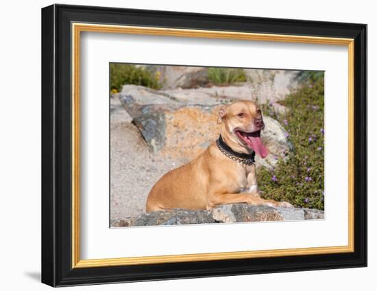 American Pit Bull Posing for a Picture-Zandria Muench Beraldo-Framed Photographic Print