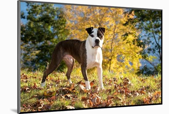 American pit bull standing on grass and autumn leaves-Lynn M. Stone-Mounted Photographic Print