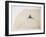 American Politics 54, Road to the White House, preparatory sketch, 1981 (ink on paper)-Ralph Steadman-Framed Giclee Print