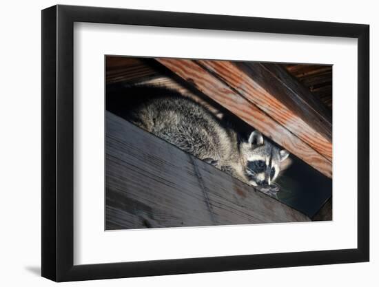 American Raccoon Climbed into the Attic of a House-IrinaK-Framed Photographic Print