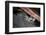 American Raccoon Climbed into the Attic of a House-IrinaK-Framed Photographic Print