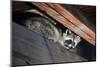 American Raccoon Climbed into the Attic of a House-IrinaK-Mounted Photographic Print