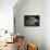 American Raccoon Climbed into the Attic of a House-IrinaK-Framed Premier Image Canvas displayed on a wall
