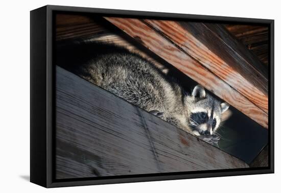 American Raccoon Climbed into the Attic of a House-IrinaK-Framed Premier Image Canvas