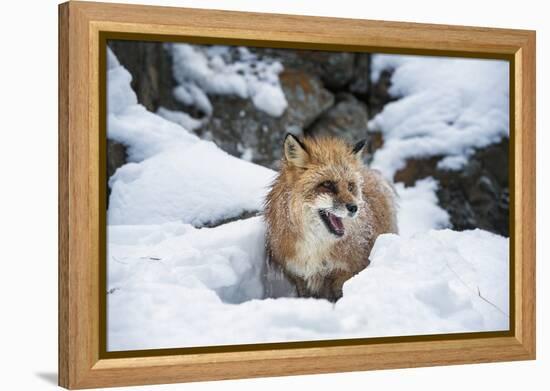 American Red Fox (Vulpes Vulpes Fulves), Montana, United States of America, North America-Janette Hil-Framed Premier Image Canvas