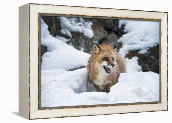 American Red Fox (Vulpes Vulpes Fulves), Montana, United States of America, North America-Janette Hil-Framed Premier Image Canvas