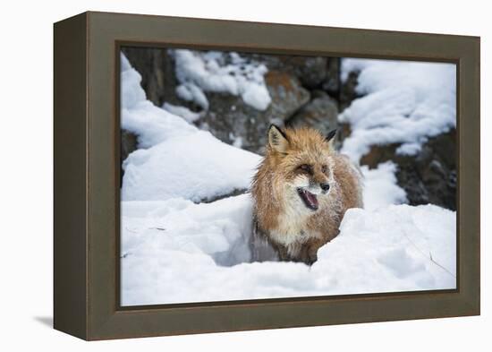 American Red Fox (Vulpes Vulpes Fulves), Montana, United States of America, North America-Janette Hil-Framed Premier Image Canvas