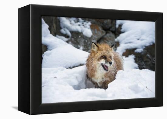 American Red Fox (Vulpes Vulpes Fulves), Montana, United States of America, North America-Janette Hil-Framed Premier Image Canvas