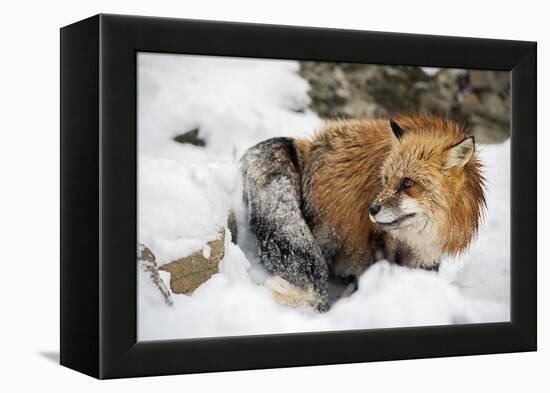 American Red Fox (Vulpes Vulpes Fulves), Montana, United States of America, North America-Janette Hil-Framed Premier Image Canvas