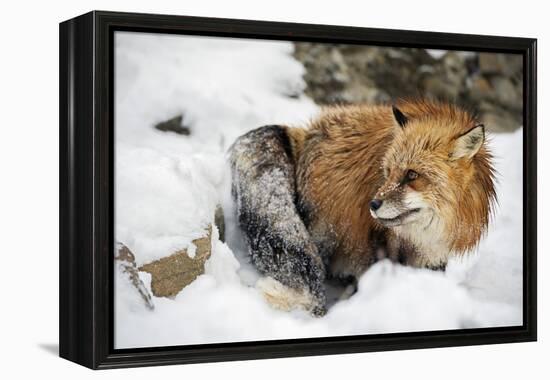 American Red Fox (Vulpes Vulpes Fulves), Montana, United States of America, North America-Janette Hil-Framed Premier Image Canvas