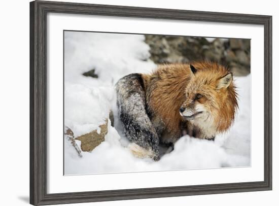 American Red Fox (Vulpes Vulpes Fulves), Montana, United States of America, North America-Janette Hil-Framed Photographic Print