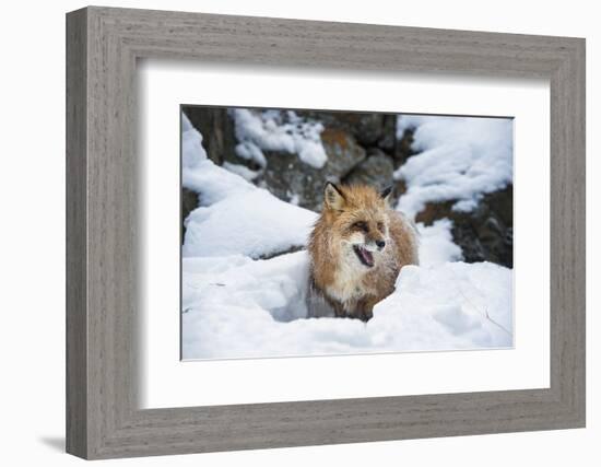 American Red Fox (Vulpes Vulpes Fulves), Montana, United States of America, North America-Janette Hil-Framed Photographic Print