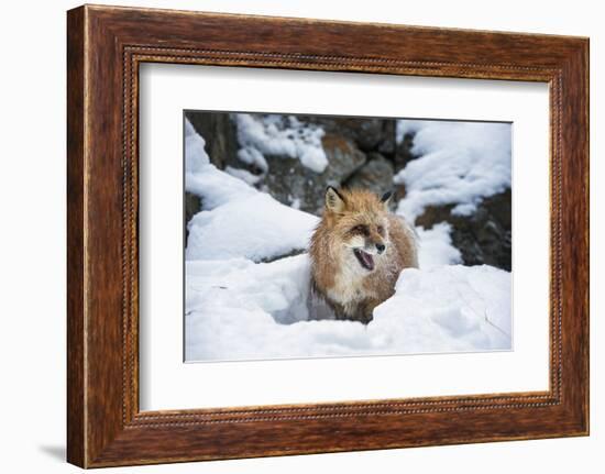 American Red Fox (Vulpes Vulpes Fulves), Montana, United States of America, North America-Janette Hil-Framed Photographic Print