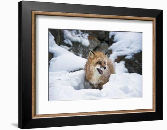 American Red Fox (Vulpes Vulpes Fulves), Montana, United States of America, North America-Janette Hil-Framed Photographic Print