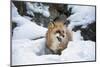 American Red Fox (Vulpes Vulpes Fulves), Montana, United States of America, North America-Janette Hil-Mounted Photographic Print