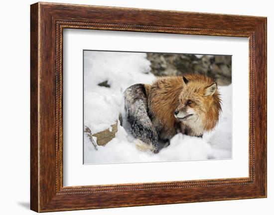 American Red Fox (Vulpes Vulpes Fulves), Montana, United States of America, North America-Janette Hil-Framed Photographic Print